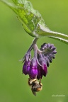 Echter Beinwell (Symphytum officinale)